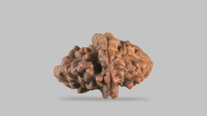 2 MUKHI RUDRAKSHA (31.35 mm) / 22.91 Ratti