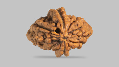 2 MUKHI RUDRAKSHA (29.40 mm) / 17.94 Ratti