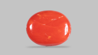 Italian Red Coral 10.38 Carats / 11.41 Ratti