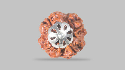 4 MUKHI RUDRAKSHA (20.52 mm) / 18.21 Ratti