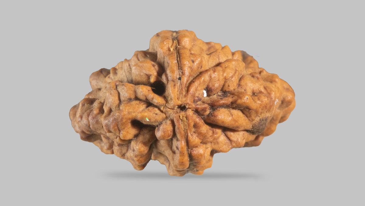 2 MUKHI RUDRAKSHA (35.11 mm) / 26.15 Ratti