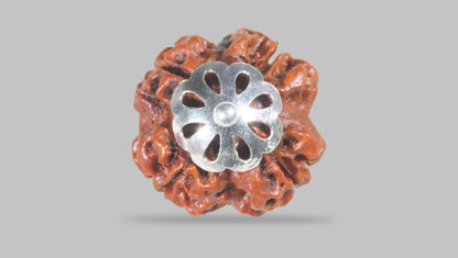 4 MUKHI RUDRAKSHA(18.92 mm) / 15.18 Ratti