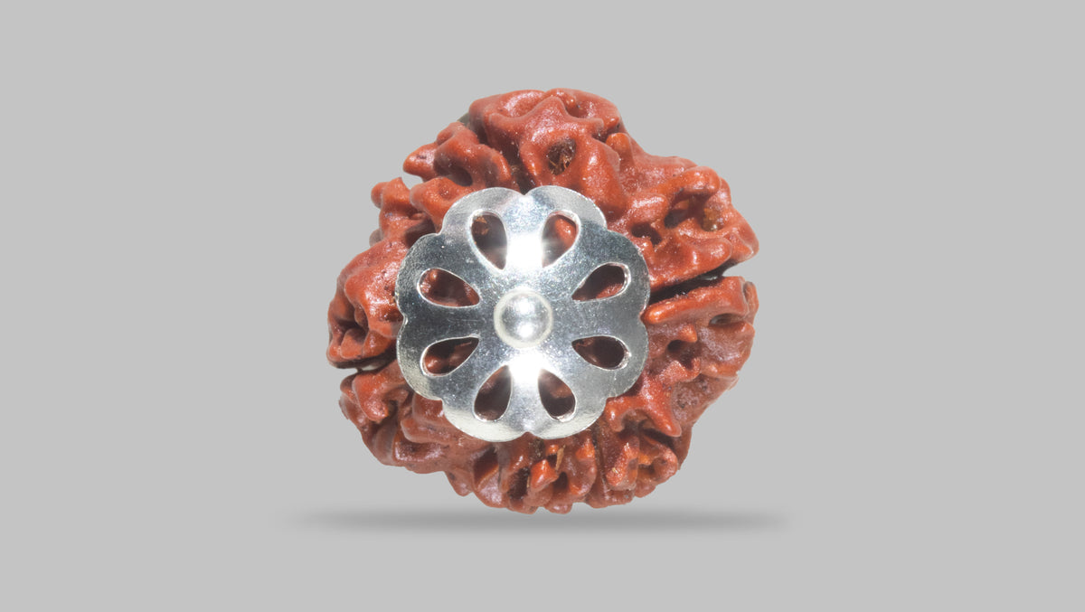 4 MUKHI RUDRAKSHA (18.85 mm) / 15.36 Ratti