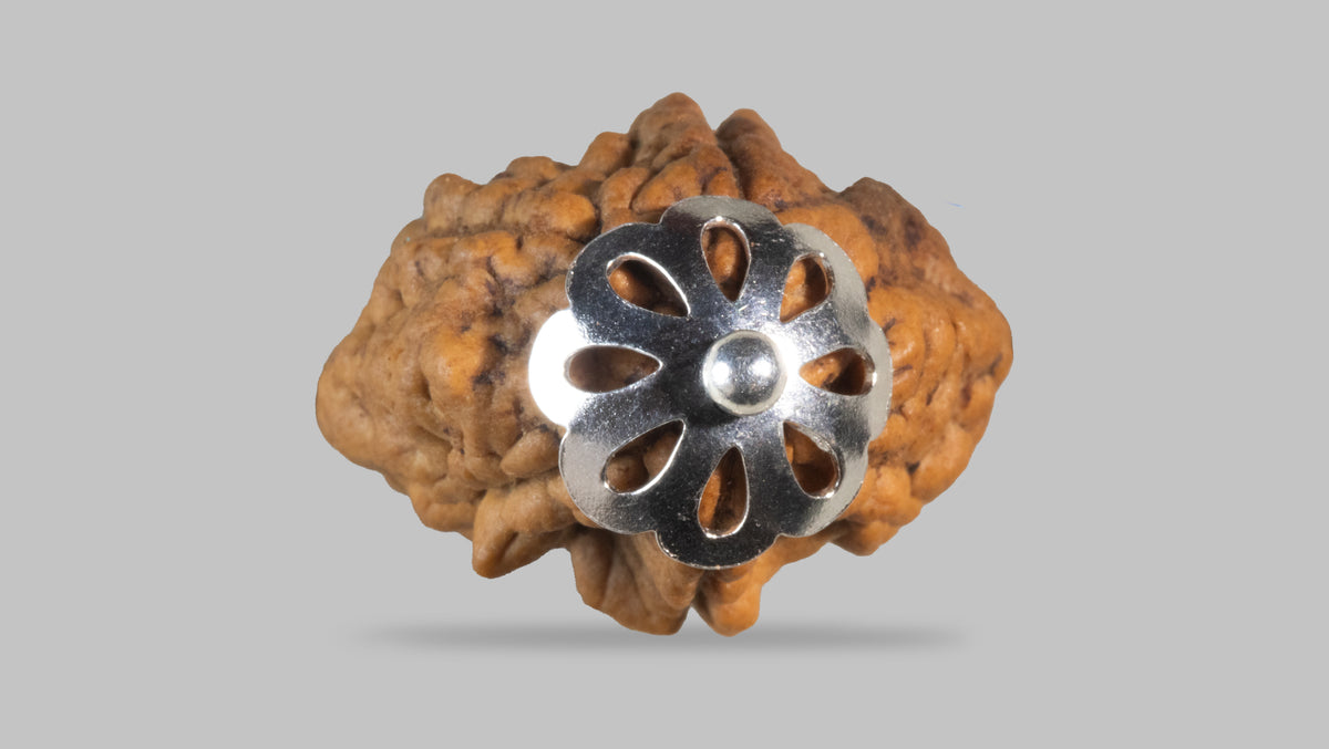 2 MUKHI RUDRAKSHA (26.58 mm) / 18.84 Ratti