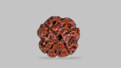 4 MUKHI RUDRAKSHA (17.05 mm)