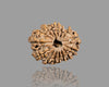 15 MUKHI RUDRAKSHA (23.12 mm)