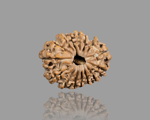 15 MUKHI RUDRAKSHA (23.12 mm)
