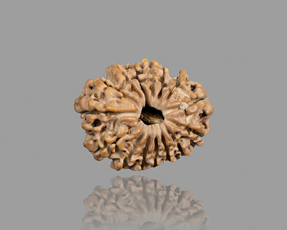 15 MUKHI RUDRAKSHA (23.12 mm)