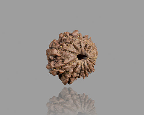 15 MUKHI RUDRAKSHA (18.41 mm)