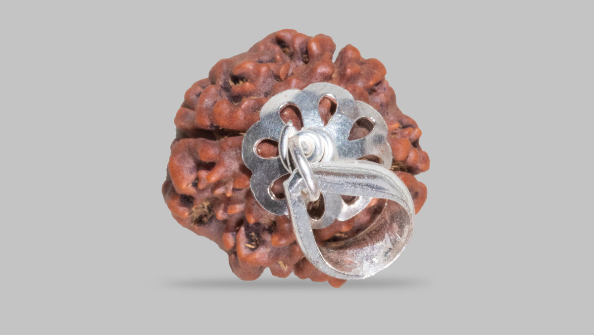 4 MUKHI RUDRAKSHA (19.05 mm)