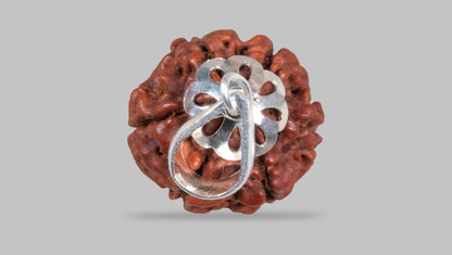 6 MUKHI RUDRAKSHA (19.15 mm)