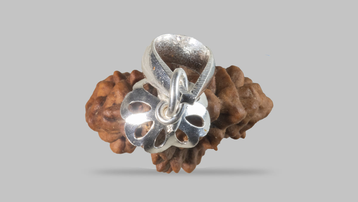 2 MUKHI RUDRAKSHA (28.30 mm)