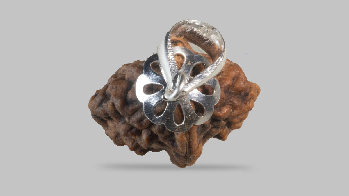 2 MUKHI RUDRAKSHA (29.48 mm)