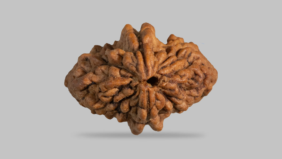 2 MUKHI RUDRAKSHA (29.35 mm)