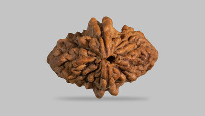 2 MUKHI RUDRAKSHA (29.35 mm)