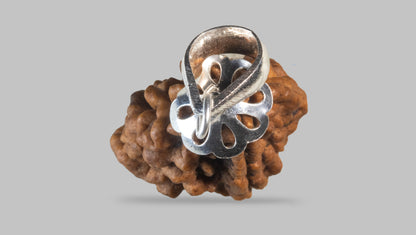 2 MUKHI RUDRAKSHA (28.31 mm) / 17.38 Ratti