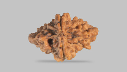 2 MUKHI RUDRAKSHA (25.55 mm) / 28.11 Ratti