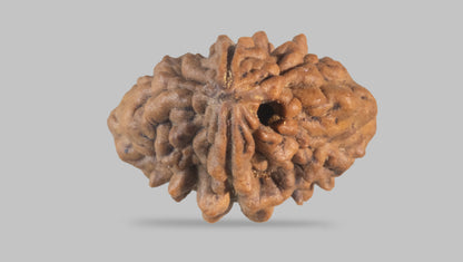 2 MUKHI RUDRAKSHA (29.90 mm) / 21.12 Ratti