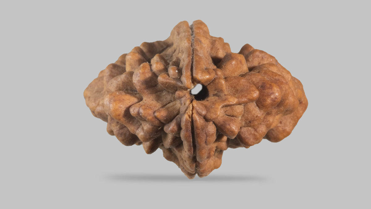 2 MUKHI RUDRAKSHA (30.70 mm) / 29.27 Ratti