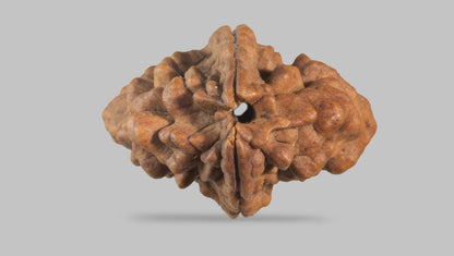 2 MUKHI RUDRAKSHA (30.70 mm) / 29.27 Ratti