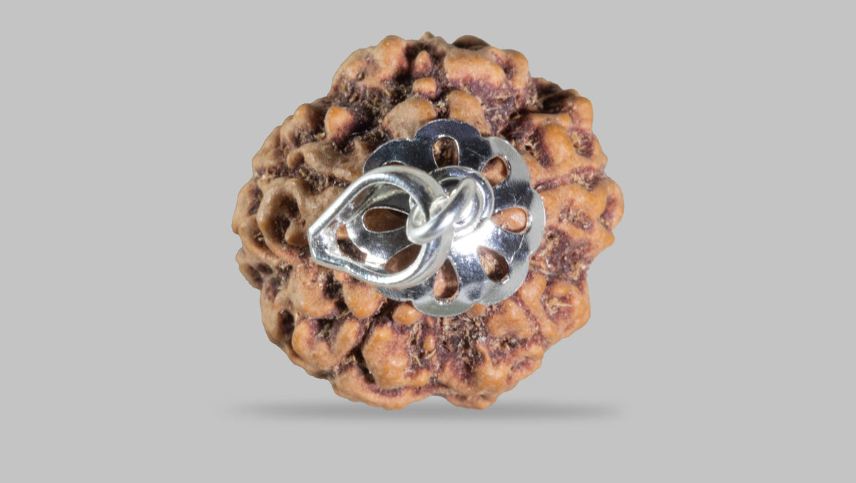 5 MUKHI RUDRAKSHA (21.88 mm)