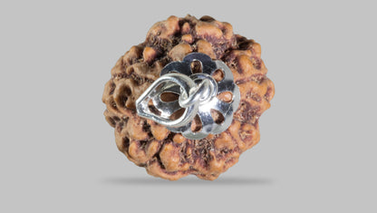 5 MUKHI RUDRAKSHA (21.88 mm)