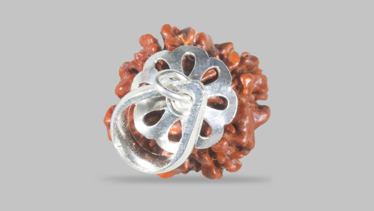 4 MUKHI RUDRAKSHA (17.36 mm) / 10.18 Ratti
