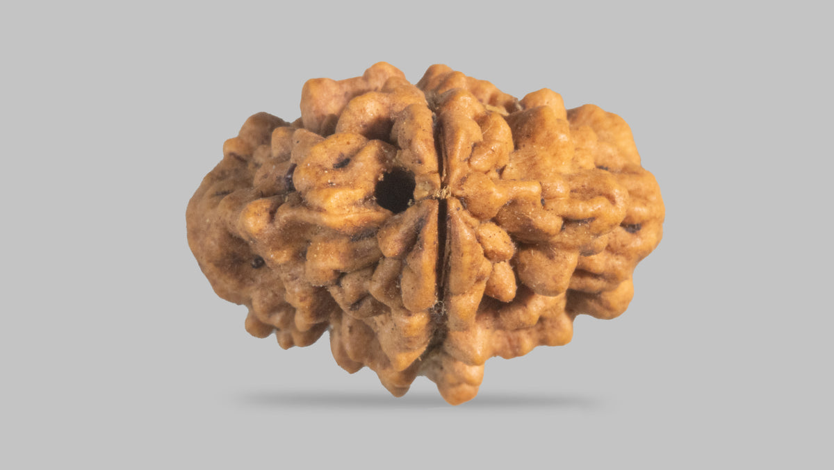 2 MUKHI RUDRAKSHA (26.31 mm) / 16.87 Ratti