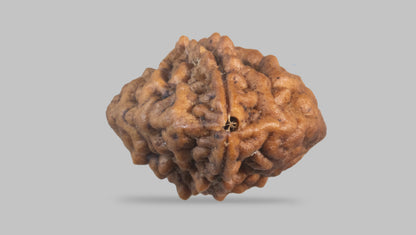 2 MUKHI RUDRAKSHA (27.60 mm) / 30.36 Ratti