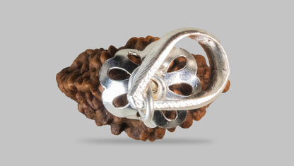 2 MUKHI RUDRAKSHA (25.01 mm) / 10.4 Ratti