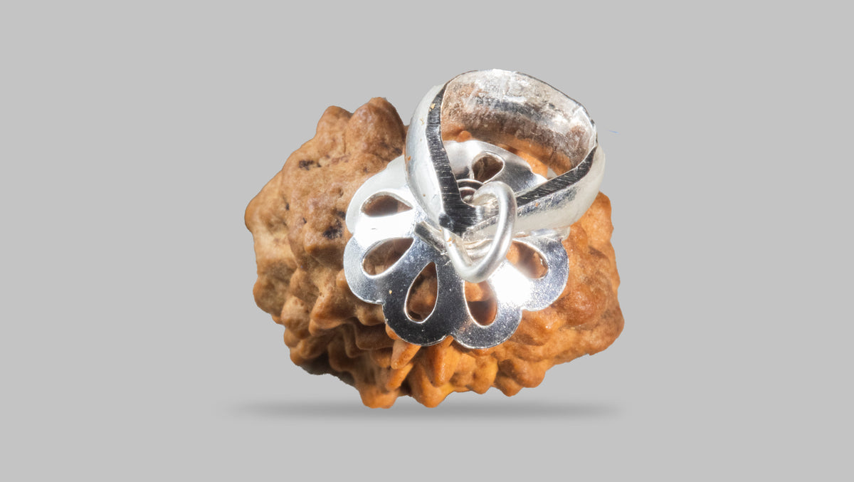 2 MUKHI RUDRAKSHA (26.88 mm) / 29.57 Ratti