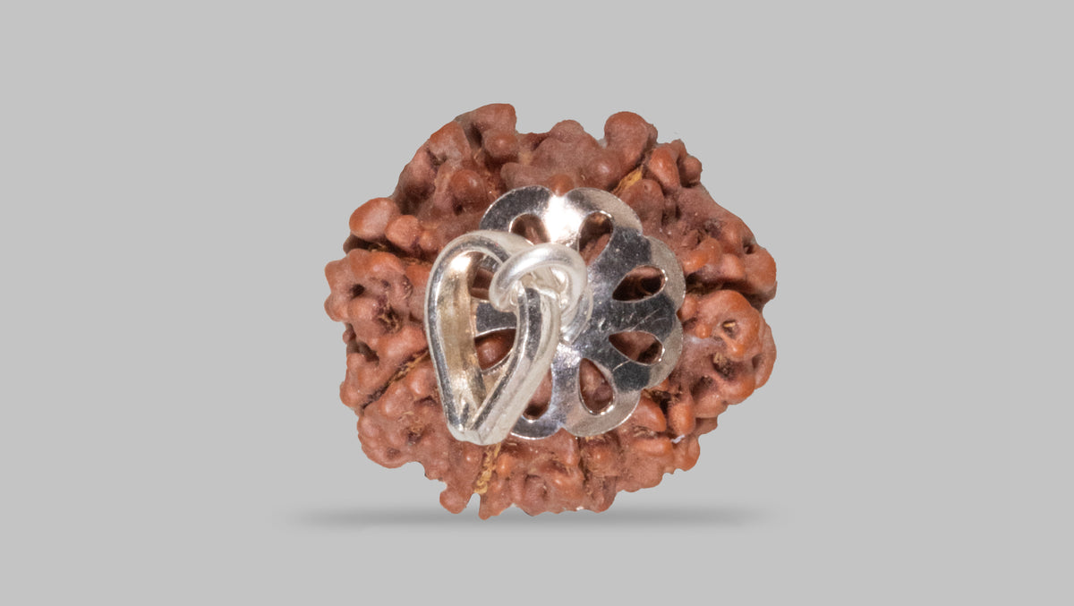 8 MUKHI RUDRAKSHA (19.51 mm)