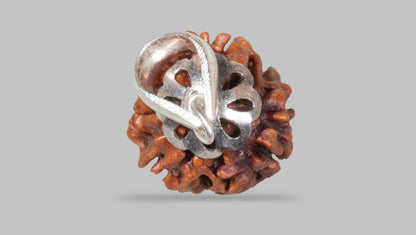 3 MUKHI RUDRAKSHA (21.06 mm)