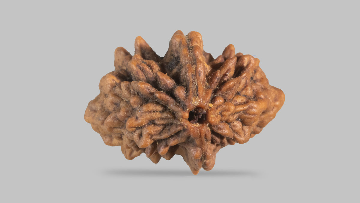 2 MUKHI RUDRAKSHA (28.77 mm) / 17.64 Ratti