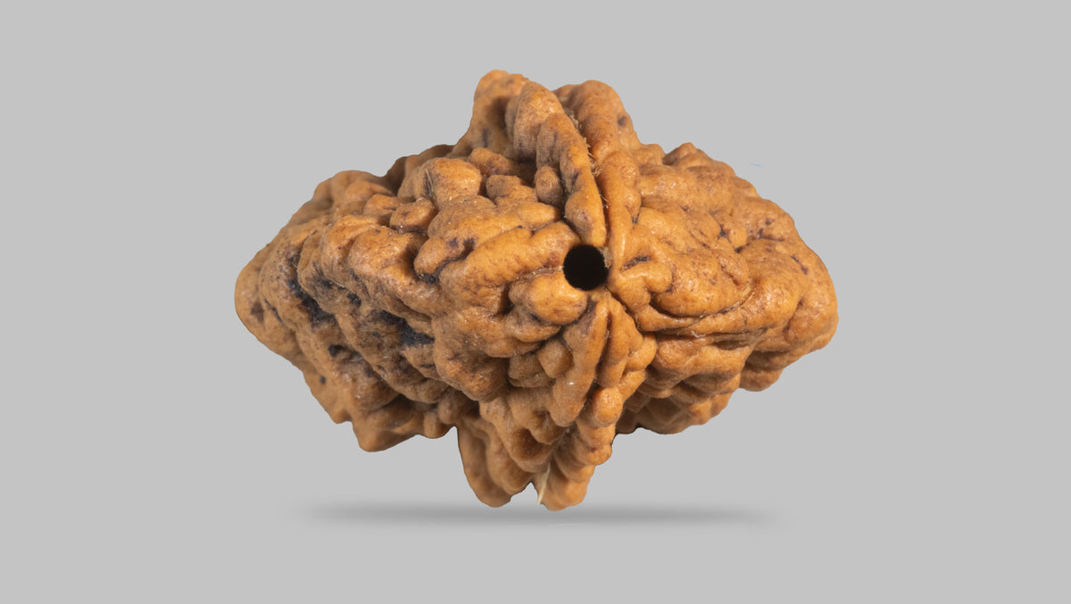 2 MUKHI RUDRAKSHA (29.40 mm) / 17.94 Ratti