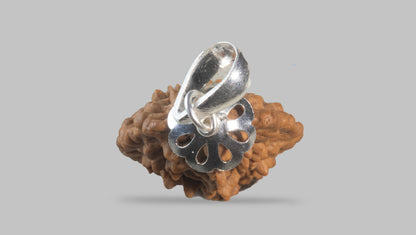 2 MUKHI RUDRAKSHA (28.01 mm) / 17.2 Ratti