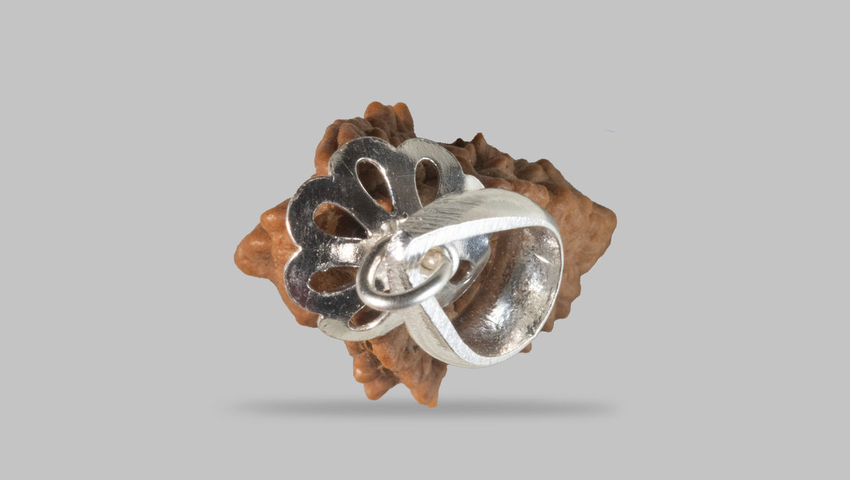2 MUKHI RUDRAKSHA (21.55 mm) / 14.74 Ratti
