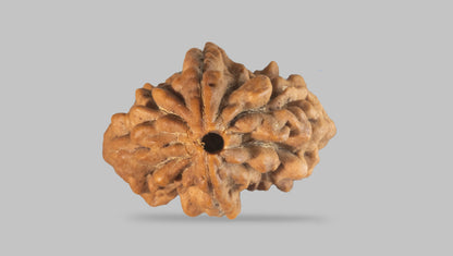 2 MUKHI RUDRAKSHA (26.98 mm) / 18.49 Ratti