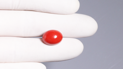 Italian Red Coral 13.26 Carats / 14.57 Ratti