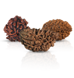 1-6 Mukhi