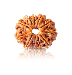 11 Mukhi