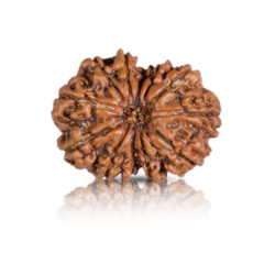 12 Mukhi