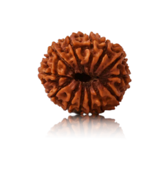 13 Mukhi