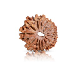 14 Mukhi