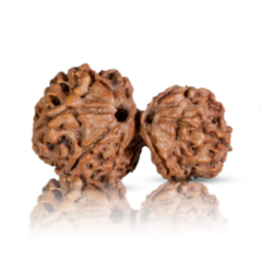 8 Mukhi
