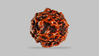 4 MUKHI RUDRAKSHA (17.94 mm) / 14.11 Ratti