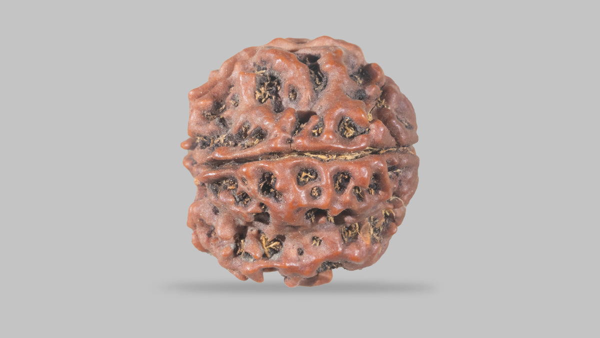 4 MUKHI RUDRAKSHA (20.47 mm) / 18.76 Ratti