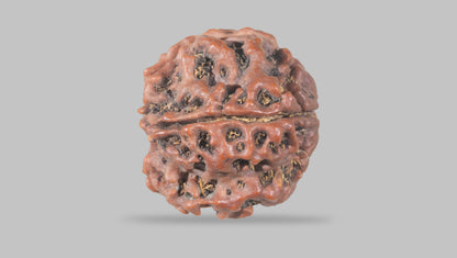 4 MUKHI RUDRAKSHA (20.47 mm) / 18.76 Ratti