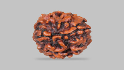 3 MUKHI RUDRAKSHA (22.58 mm)
