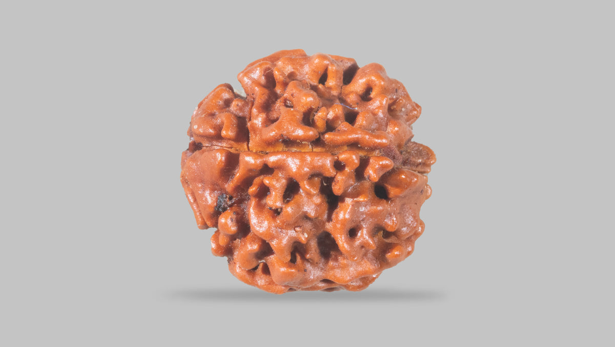 4 MUKHI RUDRAKSHA (17.15 mm) / 11.44 Ratti